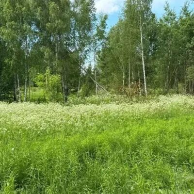 Участок в Богородском округе сдали в аренду за 6,5 млн рублей в год